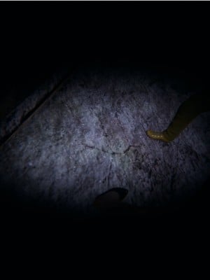[听话的阿伟] 血玫瑰之我的杀手美母_538
